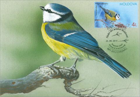 IM0087 "Păsări din arealul Moldovei" /"Pițigoi albastru. Parus caeruleus.", marca MP0952/
