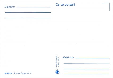 IM0088 (verso) "Păsări din arealul Moldovei" /"Mătăsar. Bombycilla garrulus."/