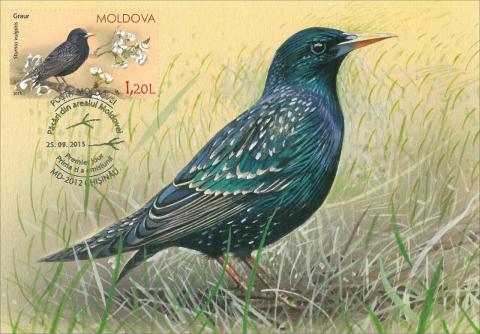 IM0085 "Păsări din arealul Moldovei" /"Graur. Sturnus vulgaris.", marca MP0950/
