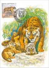 IM 0021 ”Grădina zoologică din Chișinău” /”Tigru bengal. Pantera tigris tigris”, marca MP0428/