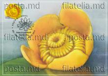 IM0112 „Floră. Nuferi.” /`Nufăr galben", marca MP1125/