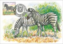 IM 0022 ”Grădina zoologică din Chișinău” /”Zebra Chapmann. Equus quagga antiquanum (Chapmann)”, marca MP0429/