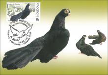 IM0073 "Rase de porumbei.” /”Jucător de Chișinău.”, marcă MP0826/