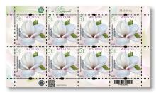 MP1377 ”Flori de magnolii” (coala ”Magnolia x  soulangeana ”Alba Superba”)