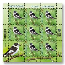 MP1416 „Păsări cântătoare din arealul Moldovei” (coala „Muscar gulerat. Ficedula albicollis.”)
