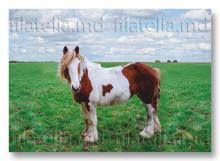 CPO16/2025 ”Horse breeds. Pony.” (verso, ordinary postcard)