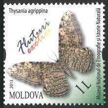 MP0865 ”Fluturi exotici” /”Thisania agrippina”/