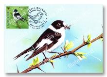 IM0166 „Păsări cântătoare din arealul Moldovei” (verso ilustrată maximă „Muscar gulerat. Ficedula albicollis.” )