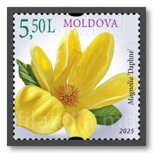 MP1379 ”Flori de magnolii” (marca ”Magnolia ”Daphne”)