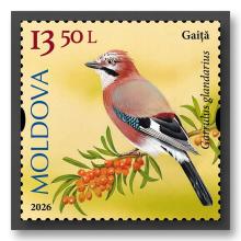 MP1419 „Păsări cântătoare din arealul Moldovei” (marca „Gaiță. Garrulus glandarius.”)